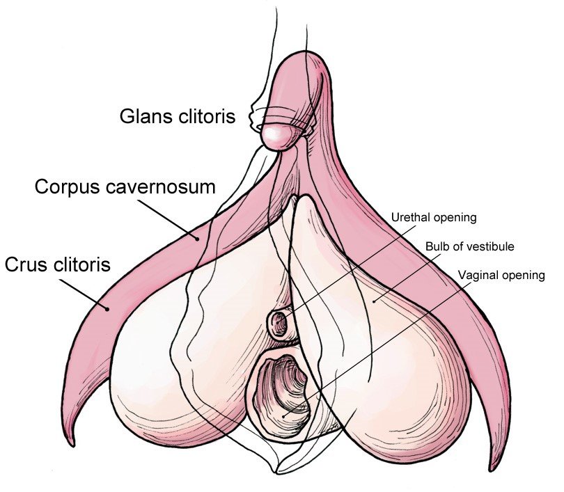 Is having a small clit considered normal? Understanding the variations in anatomy and why size doesnt dictate pleasure.