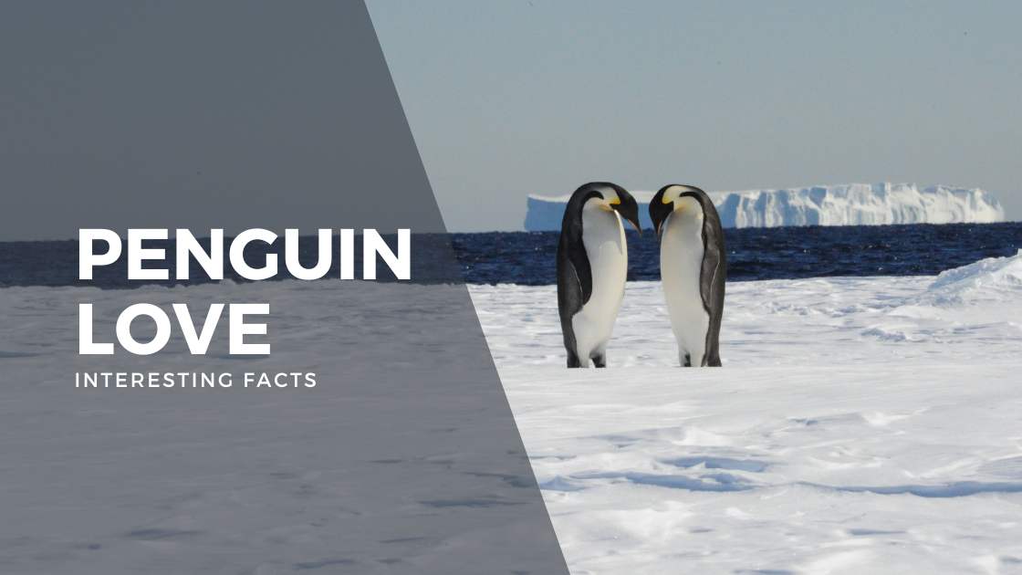 What are surprising facts about penguin love? Learn why many penguins often choose to mate for life.