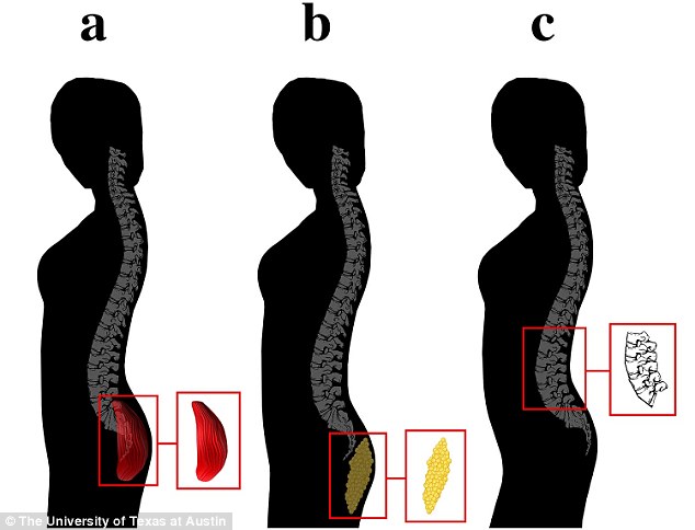 Trying to understand why do men like big bums? Here are the key factors influencing male preference today.