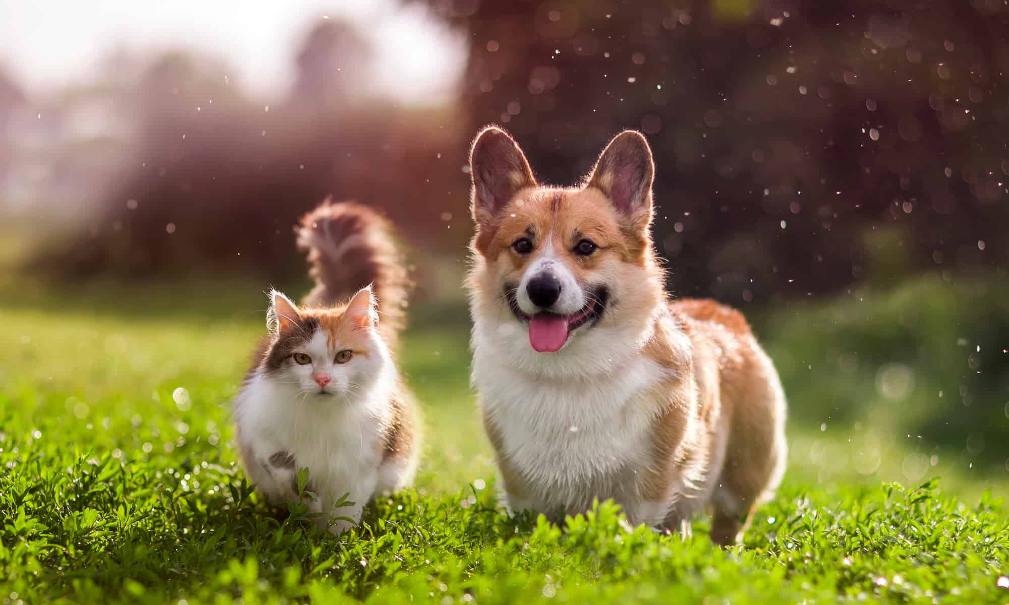What if can a dog have sex with a cat? Discover the truth about huge genetic differences preventing any offspring.