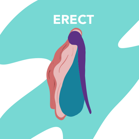 My Clitorus Erect: Is this normal and what can I do?