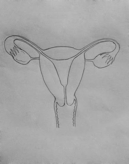 Vagina Drawing Easy: Simple Steps for Beginners to Draw
