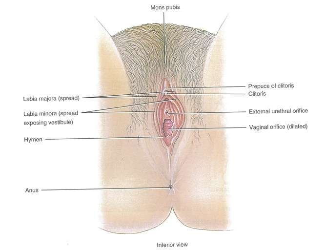 Is having a small clit considered normal? Understanding the variations in anatomy and why size doesnt dictate pleasure.