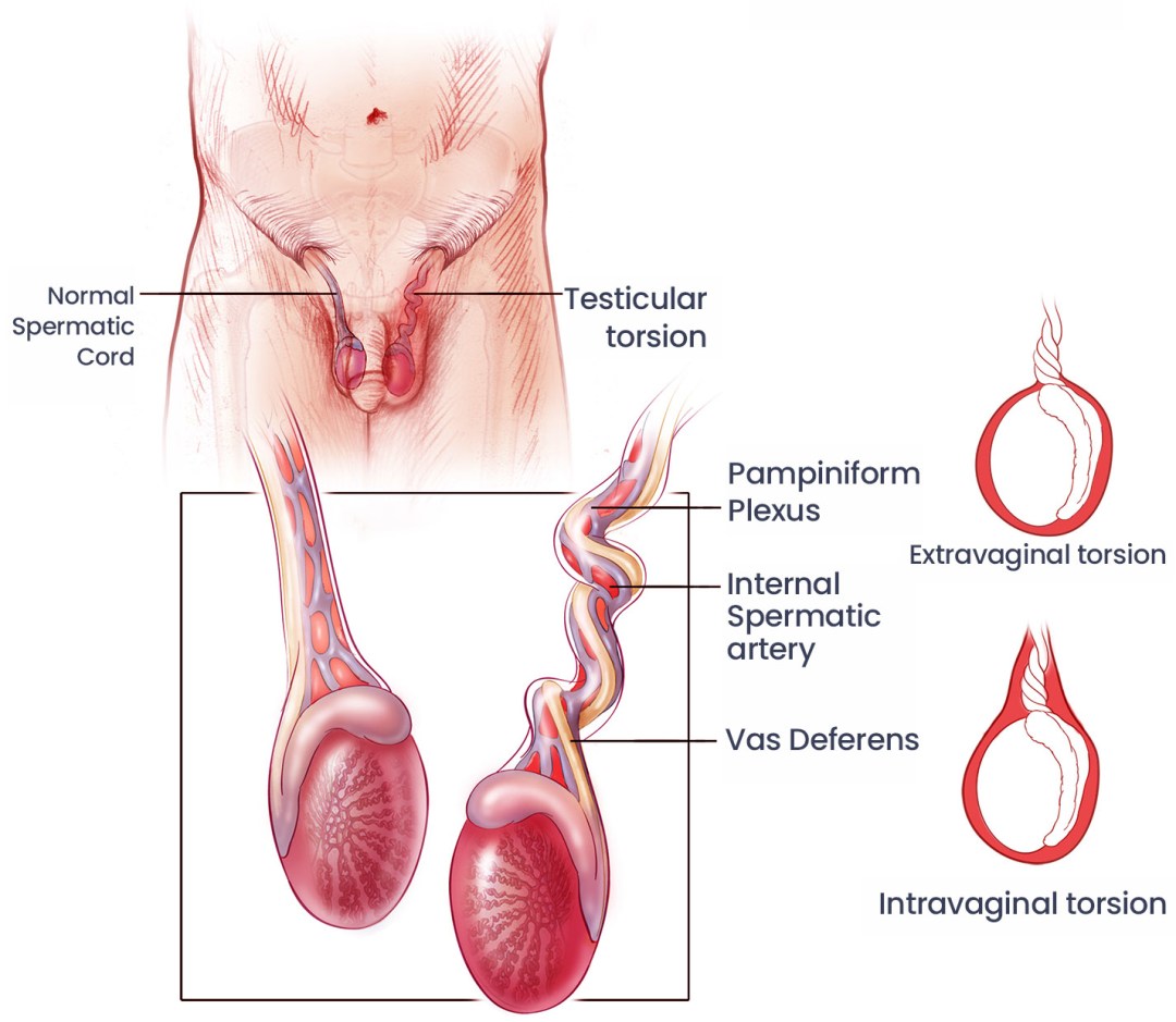 Vibration testicule explained simply: What does this unusual body sensation actually mean for you?