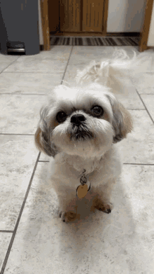 Looking for Shih Tzu GIF? Heres Top Picks For You