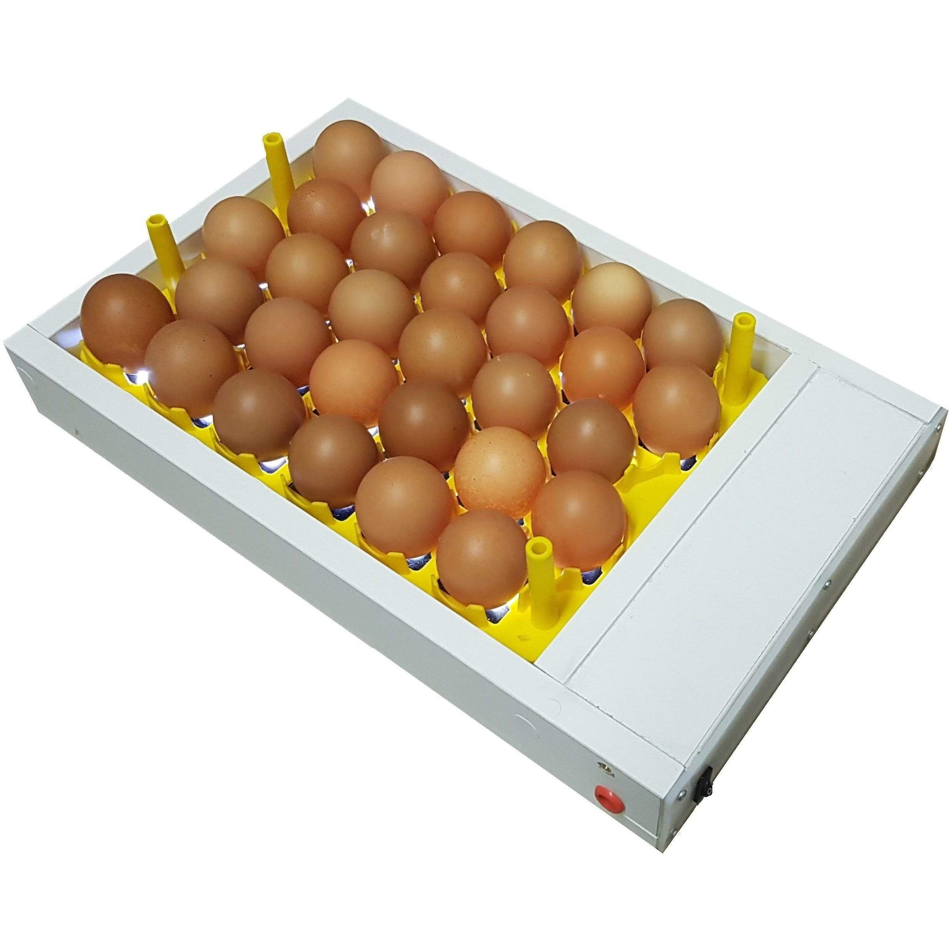 Searching where to get eggs testes? Discover the top local and online suppliers now.