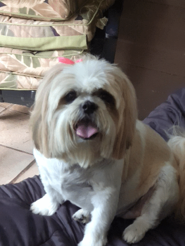 Looking for Shih Tzu GIF? Heres Top Picks For You