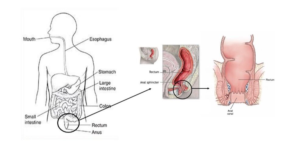 Organos Anal Health: How to maintain proper function now