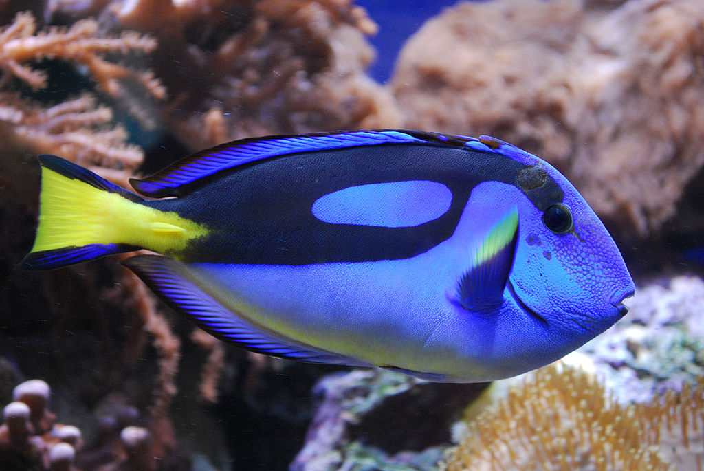 Dory Bird: What? (A Blue Tang Fish)