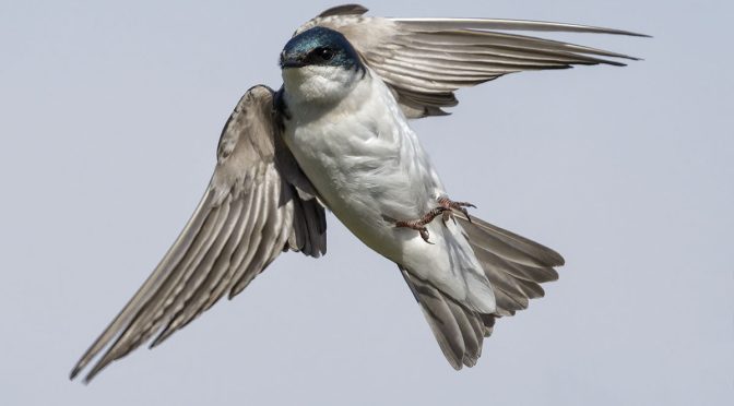How can you understand swallow wives better? Our easy explanation makes this topic very clear.