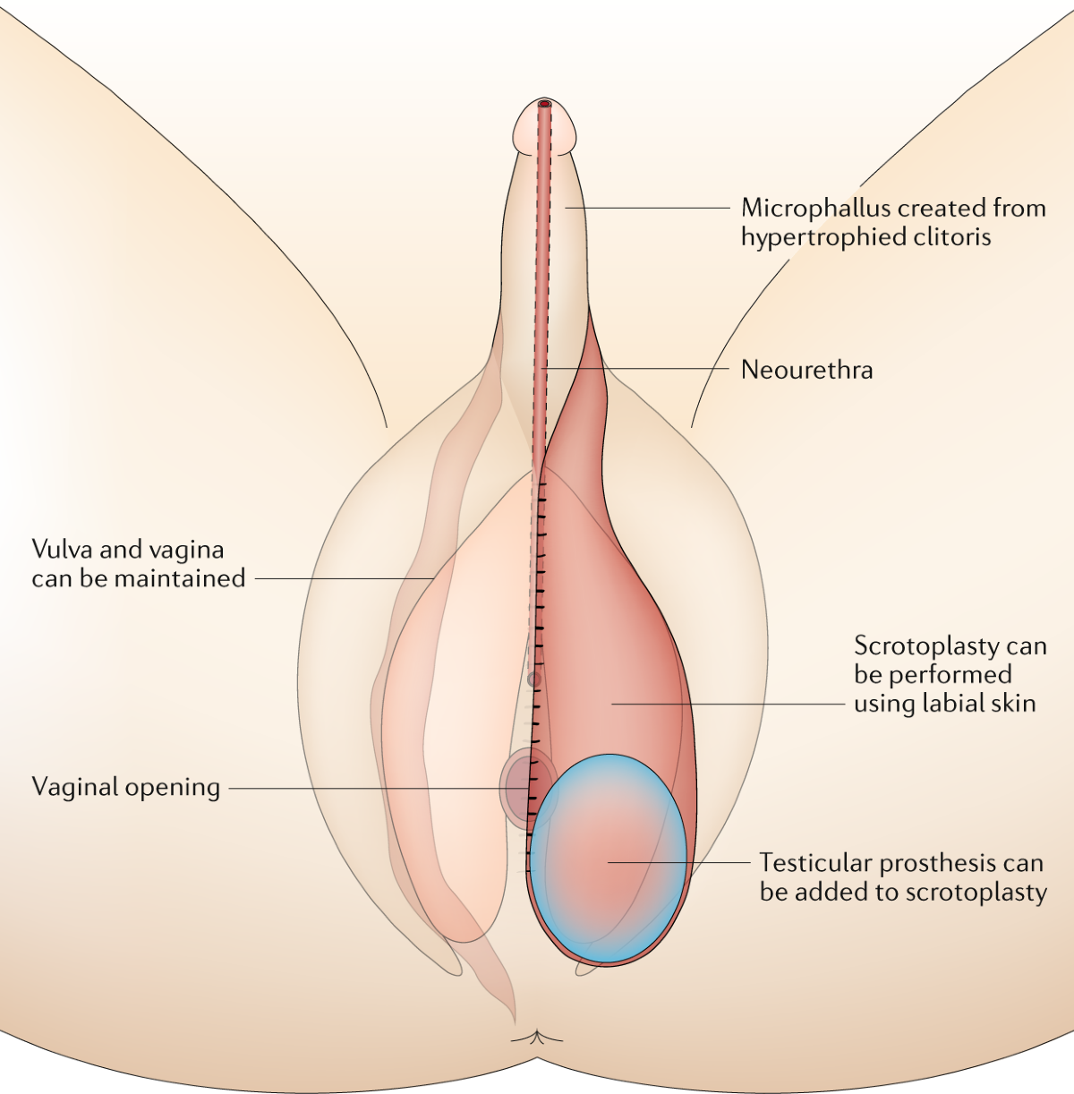 Planning your first sex with trans woman? Essential advice for a positive and deeply connected experience together.