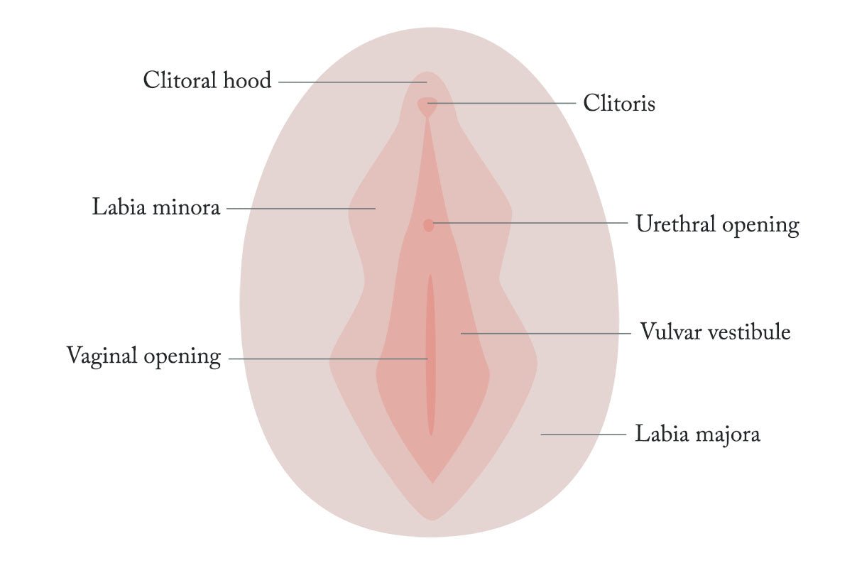 What is a vigina competition really about? (Get the simple facts on this topic now)