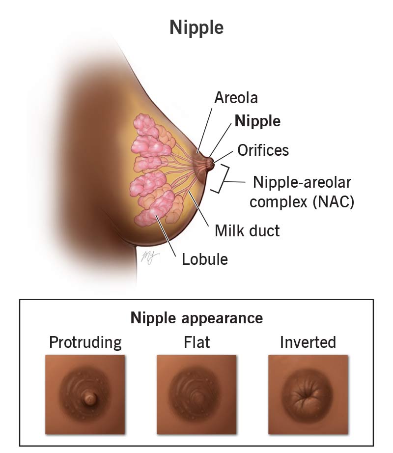 Are your big nipplee normal or a health sign? Learn when to be aware and what doctors say.