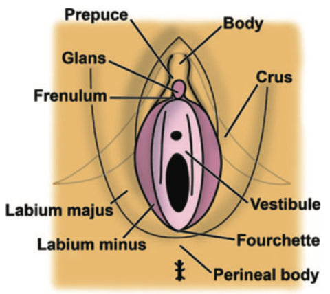 Cant find clitoris diagrams? View pictures showing exact location and spot.