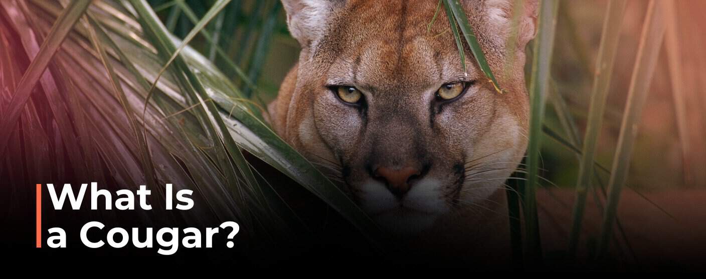 What is a mature cougar, really? We explain this popular term and its common usage simply.