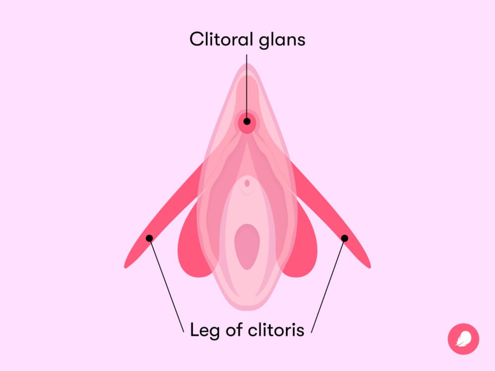 Cant find clitoris diagrams? View pictures showing exact location and spot.