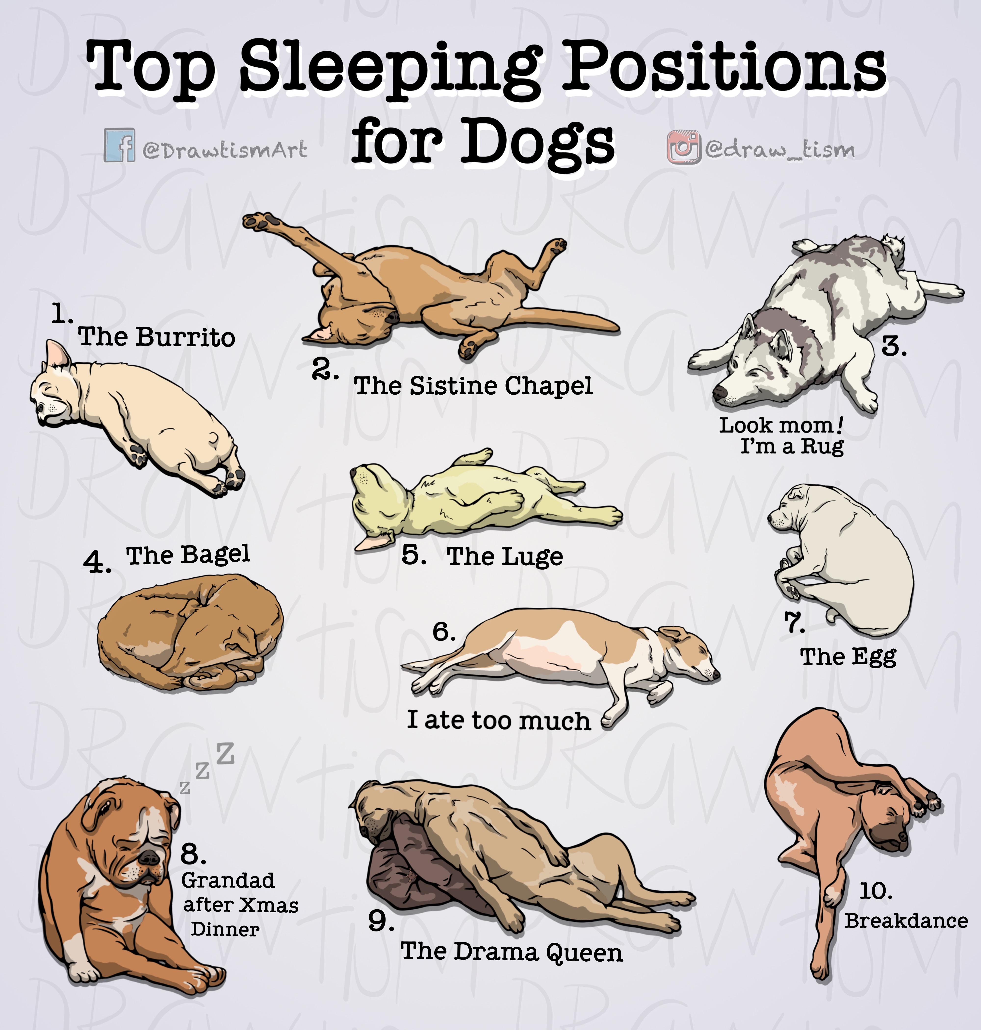 Best Lazy Dog Position? Some positions you should know