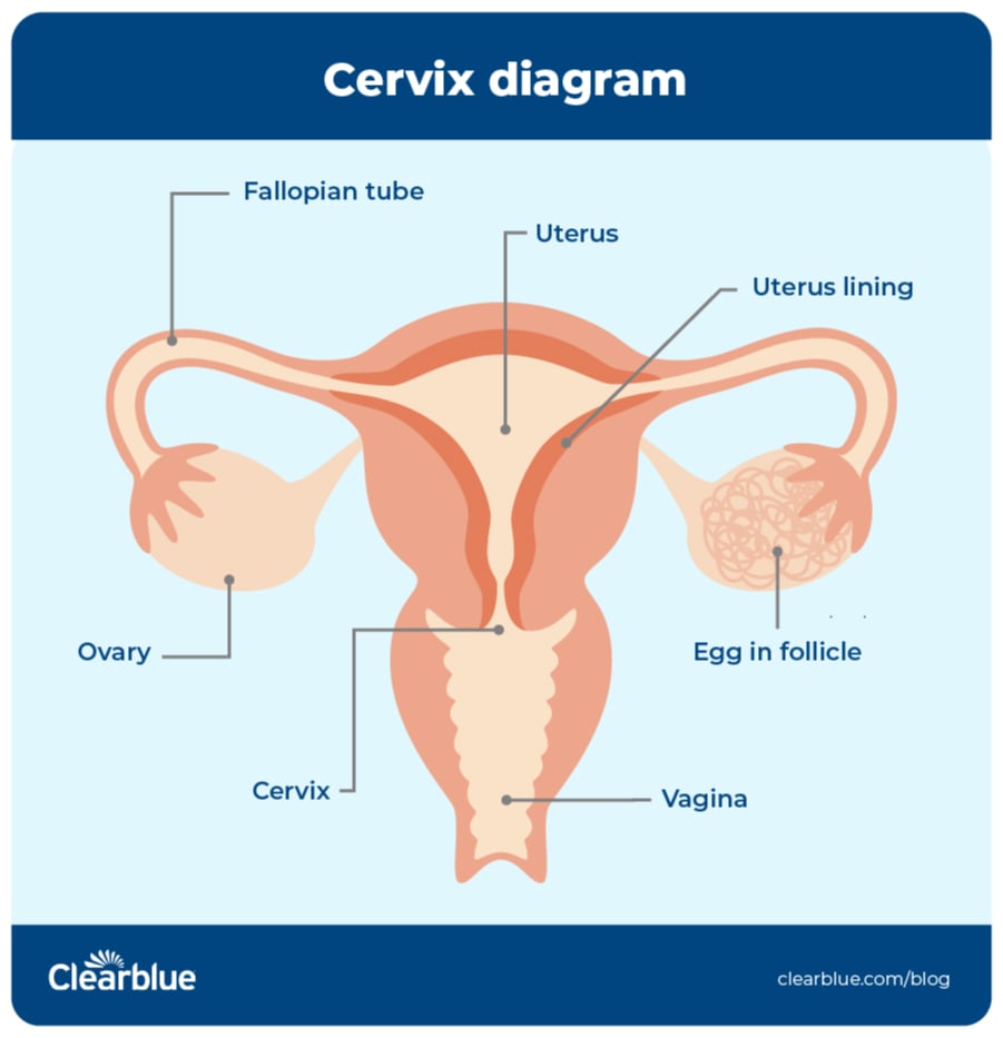 What do pictures of cervix really show you? Learn easy ways to understand your cervical health.