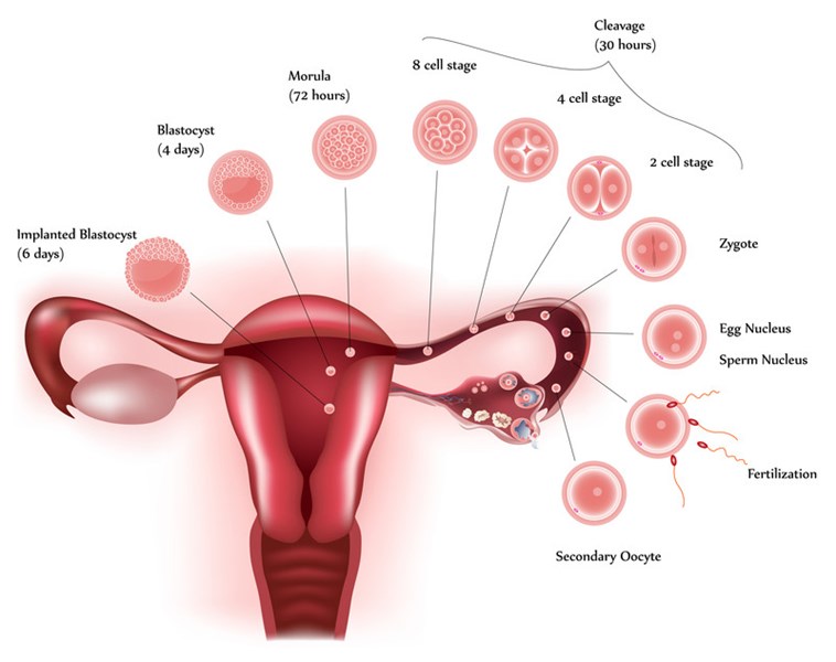 Can birth control kill your eggs? Get the real facts about your fertility and the pill.