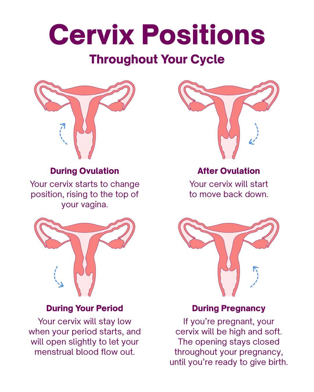 What do pictures of cervix really show you? Learn easy ways to understand your cervical health.