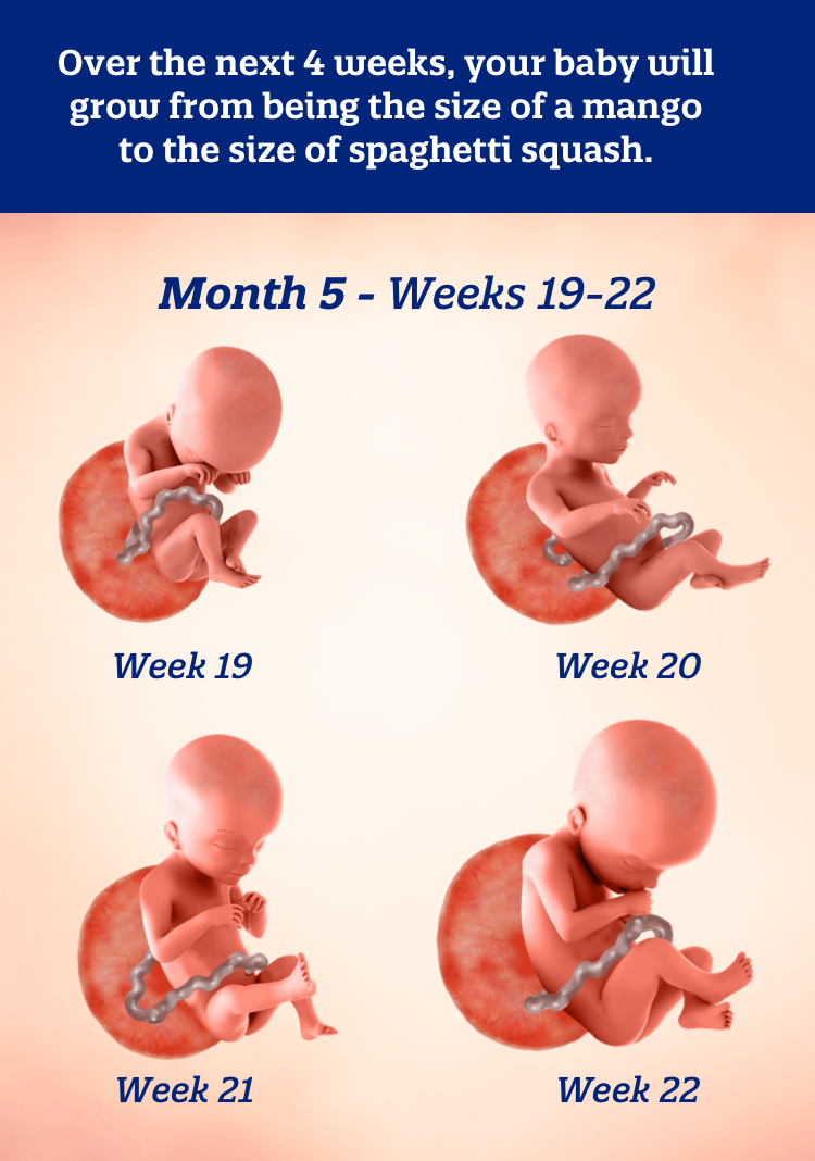 Your 5 meses de embarazo: What to expect? (Understand the key changes for mom and baby)