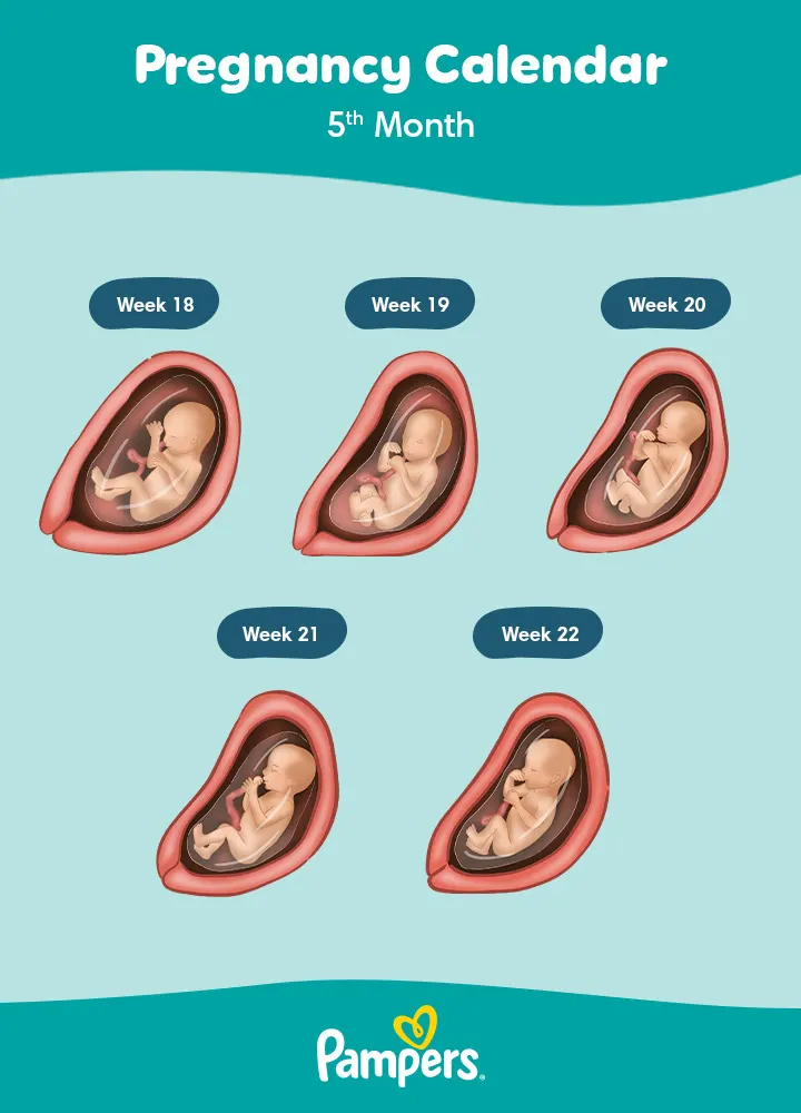 Your 5 meses de embarazo: What to expect? (Understand the key changes for mom and baby)