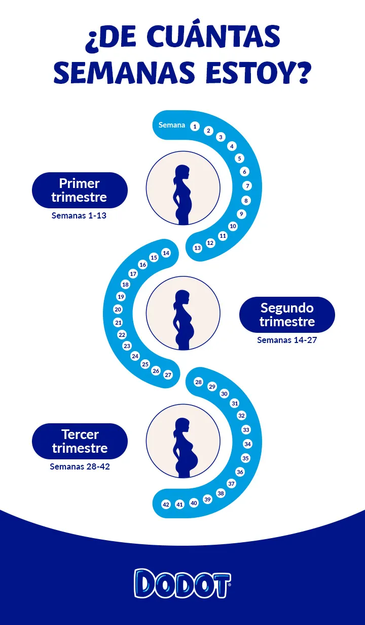 Como saber cuantas semanas tengo de embarazo? Get quick answers to how far along you are.