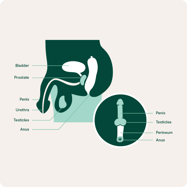 What anal feels like for different bodies? (Understanding how sensations can vary for everyone)