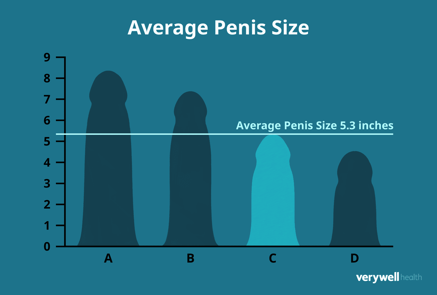 how big is 18 inch penis comparing average male anatomy sizes