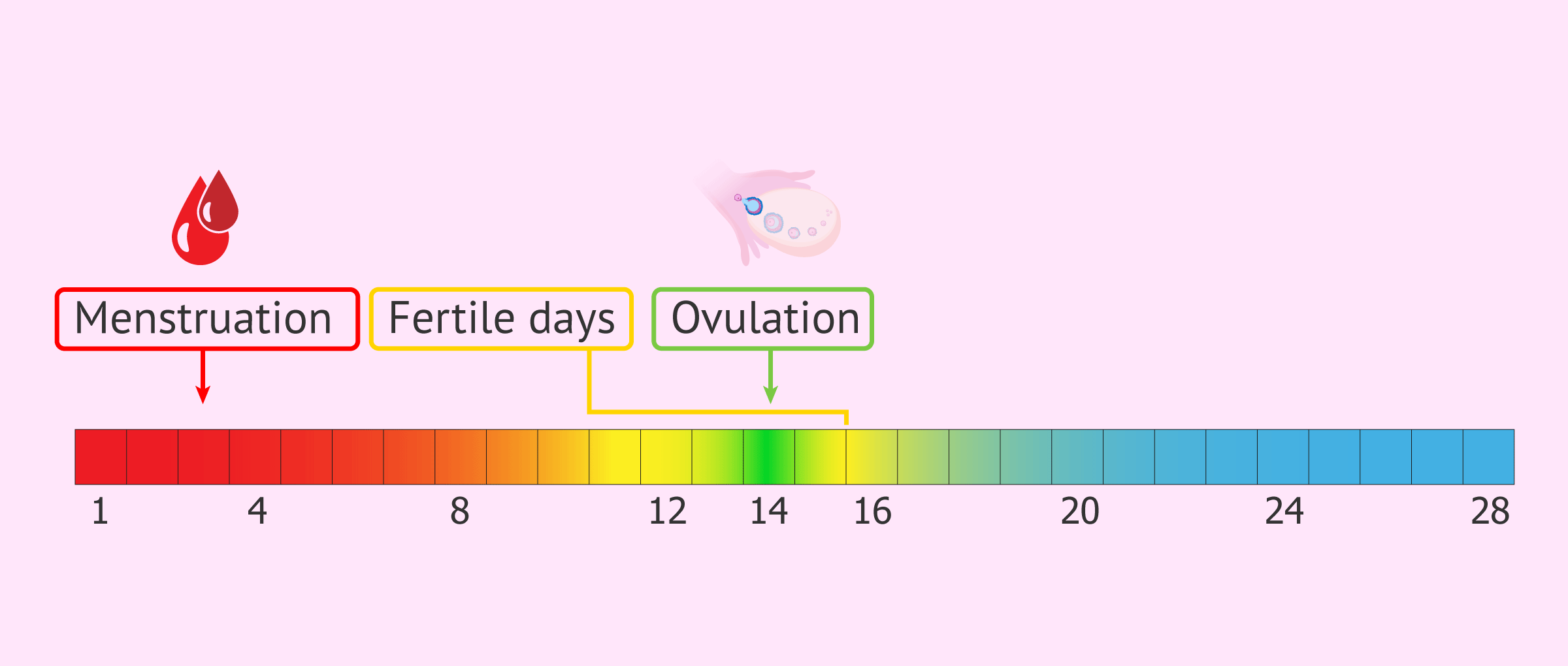 Pregnant on Your Period Possibility? See What Experts Say!