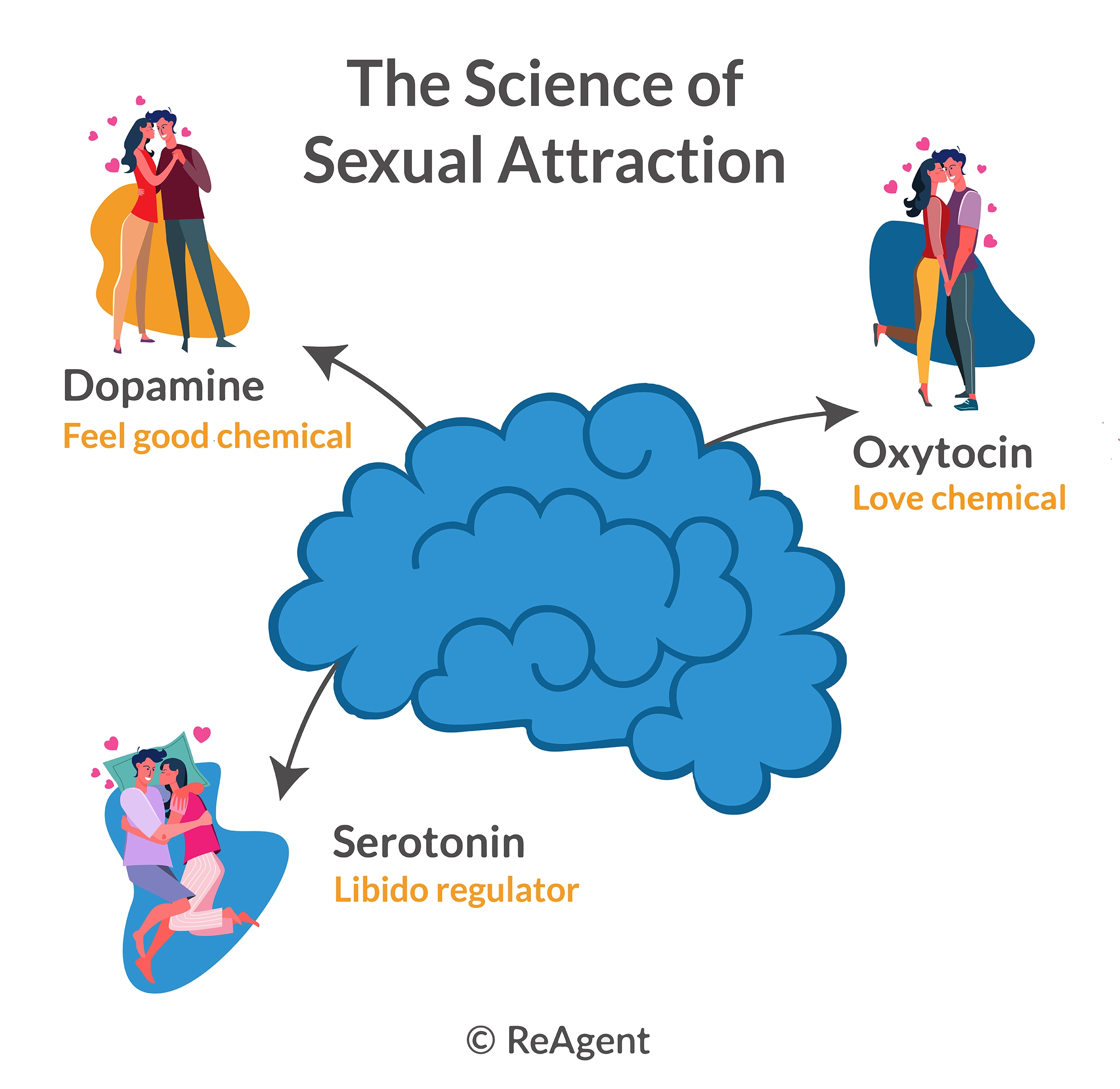 Why Does Sexual Excitement Happen? Science Explained in Plain Words