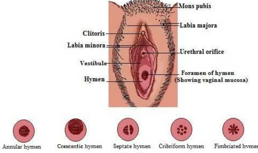 Female hymen myths vs truth? Learn real answers.
