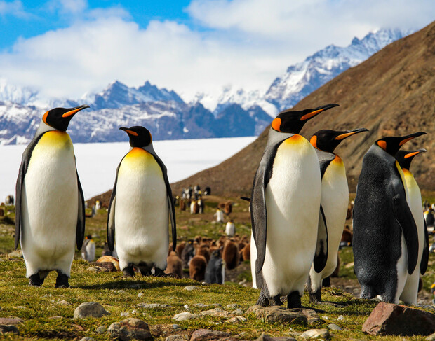 Best Places to See Penguin Love? Top Destinations for Cute Birds!