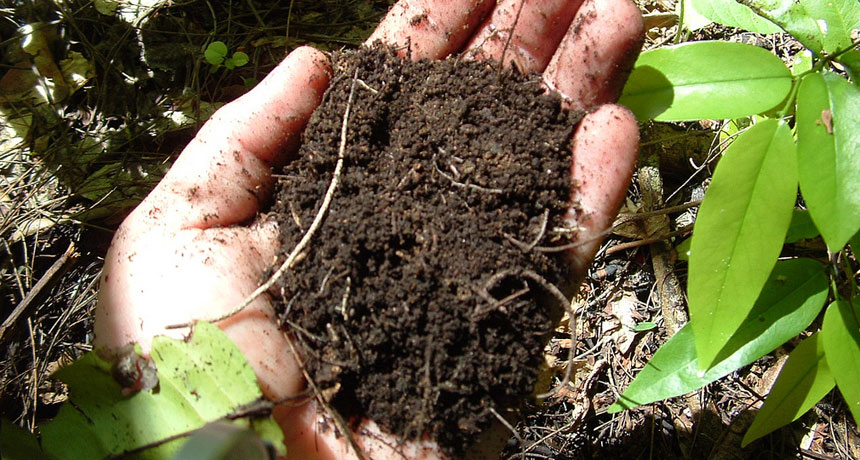 Is Dirt Really Dirty? Easy Ways to Know if Soil is Clean