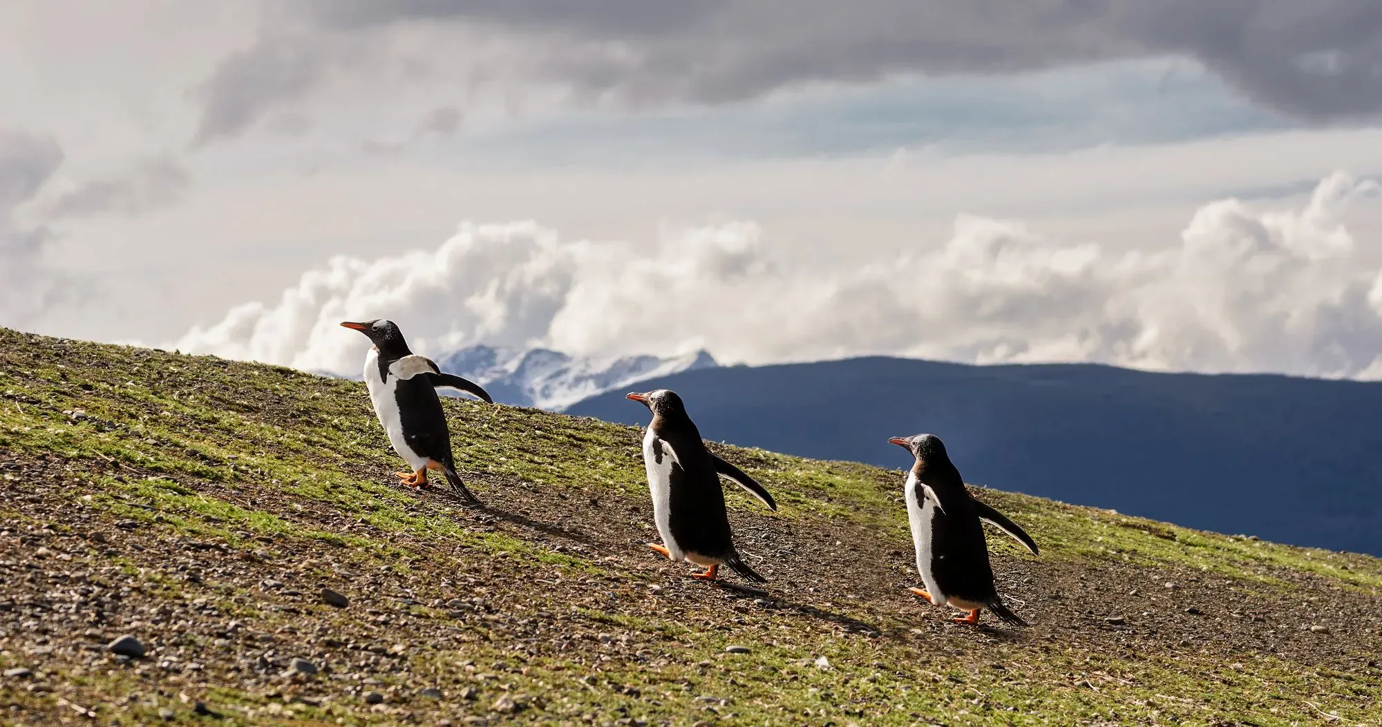 Best Places to See Penguin Love? Top Destinations for Cute Birds!