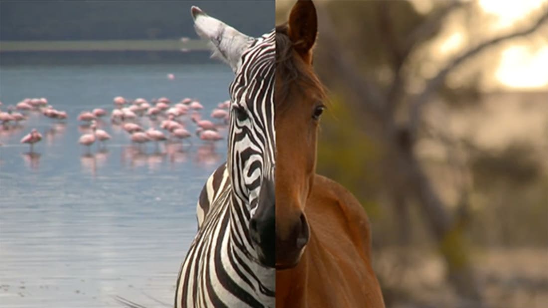 how to stop horses being scared of zebras (get quick solutions here.)