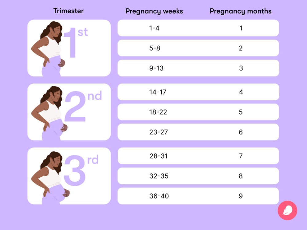 Pregnancy How Many Months? Learn the Exact Duration From Experts!