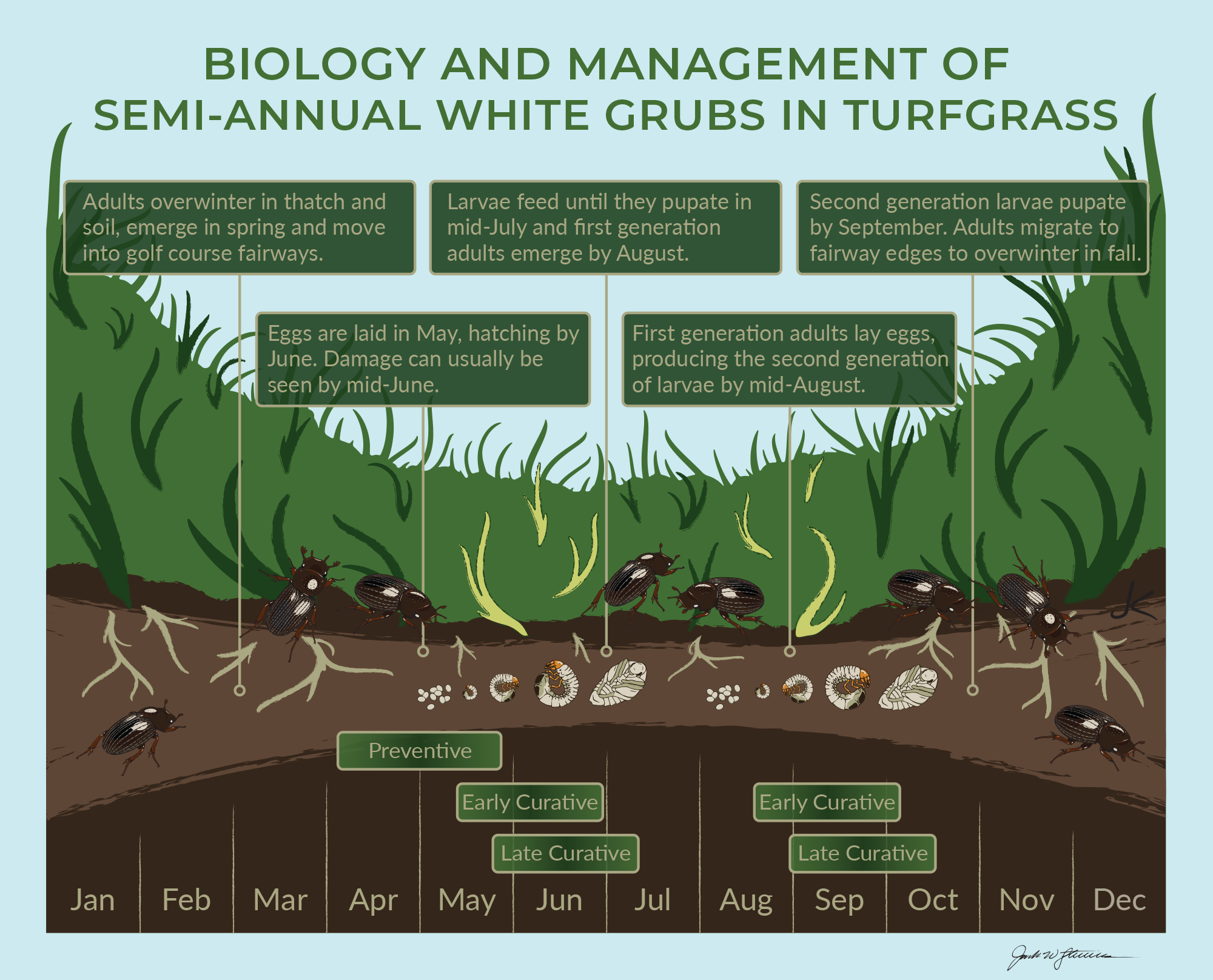 White Slug Bug Damage? Proven Tactics for Healthy Gardens