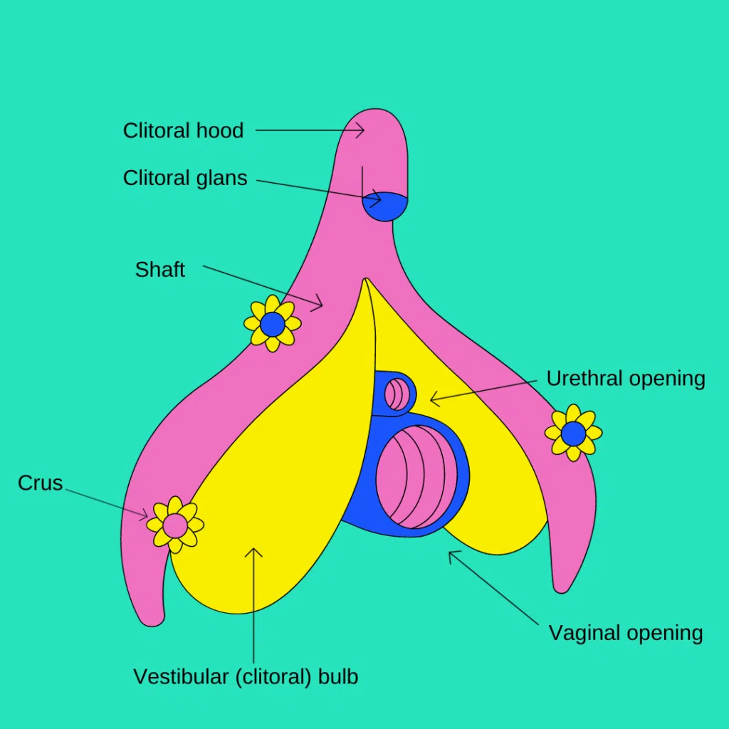 Stuck Feeling I Cant Find My Clit Get 3 Key Insights & Help Here