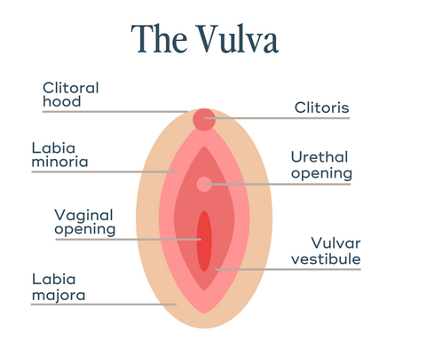 Vulva and virginia whats the difference see easy comparison chart now