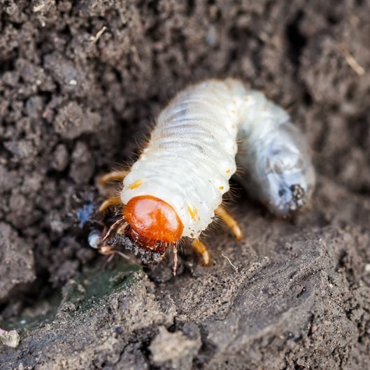 White Slug Bug Damage? Proven Tactics for Healthy Gardens