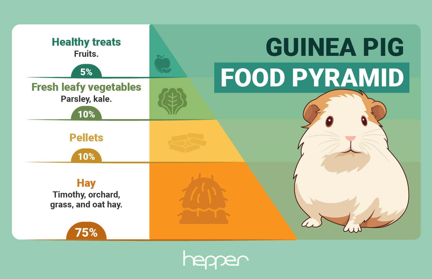Feeding guide for hamster and guinea pigs what foods to avoid