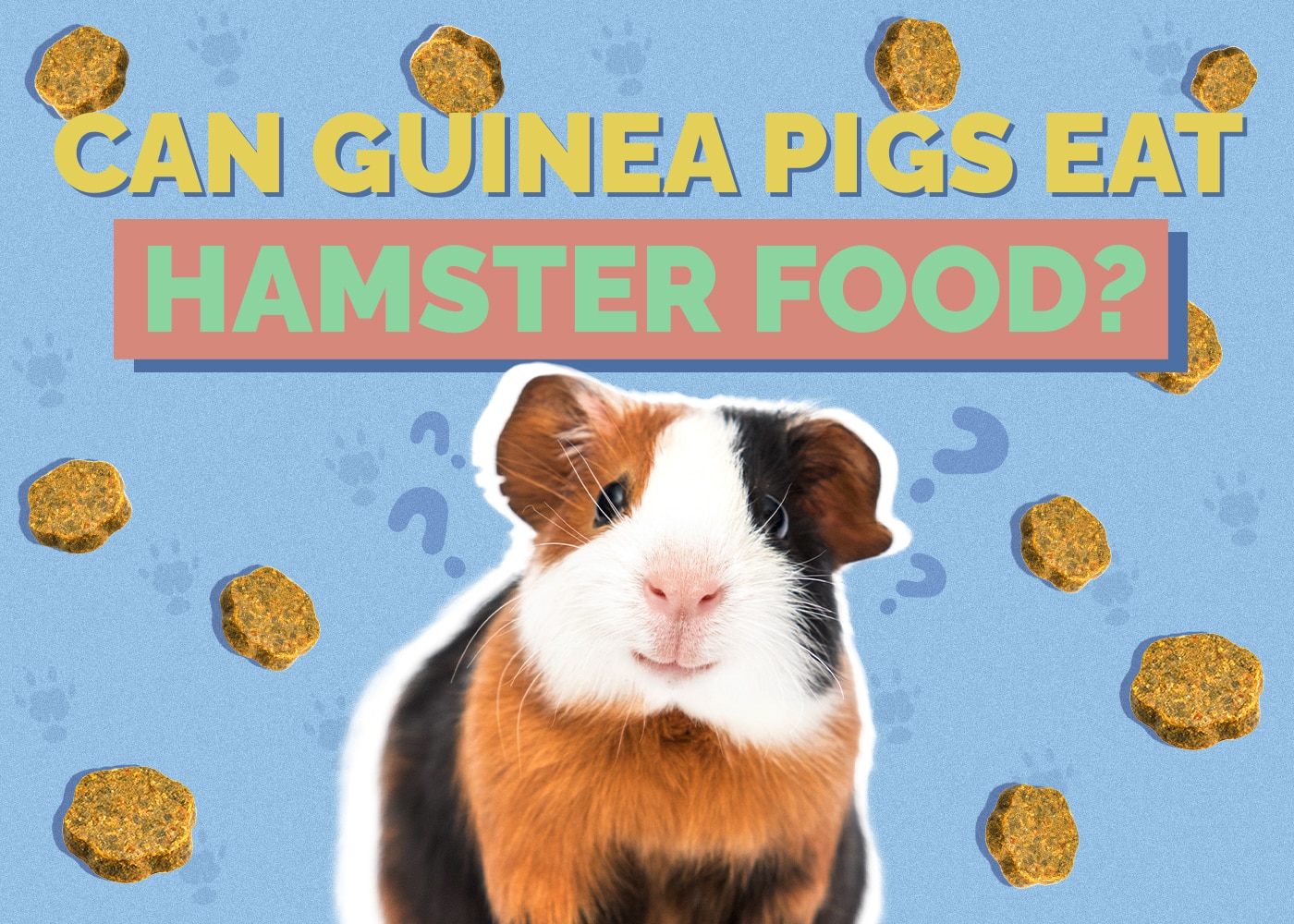 Feeding guide for hamster and guinea pigs what foods to avoid